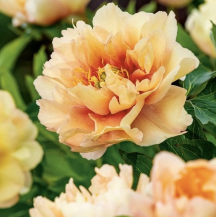 Canary Brilliants Itoh Peony 5G