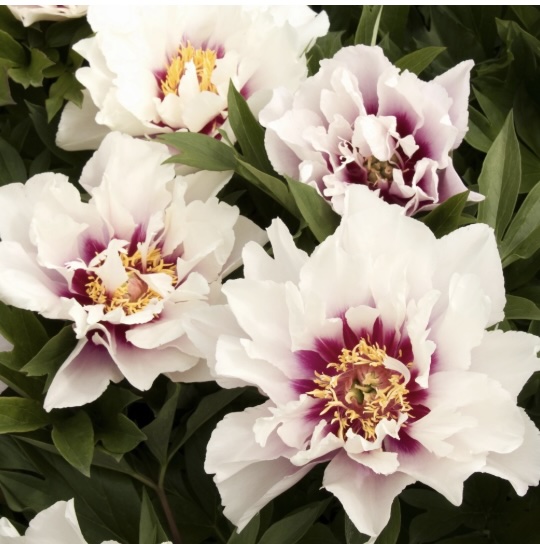 Cora Louise Itoh Peony 3G Premium