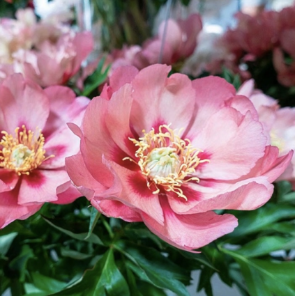 Old Rose Dandy Itoh Peony 3G