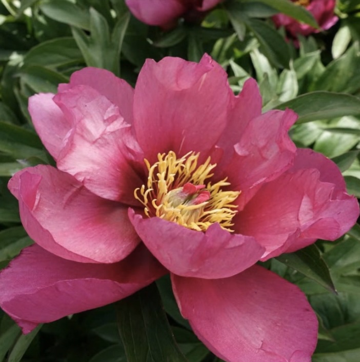 Pink Ardour Itoh Peony 3G Premium