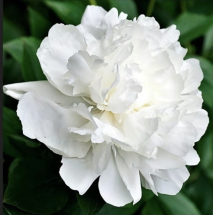 Double White Peony 2G