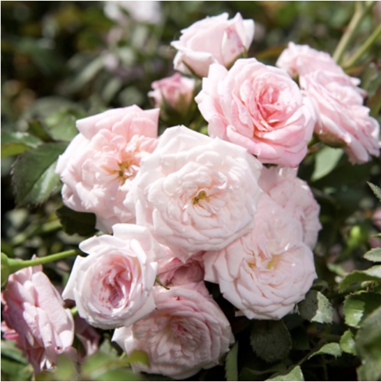Sweet Drift Rose 2G