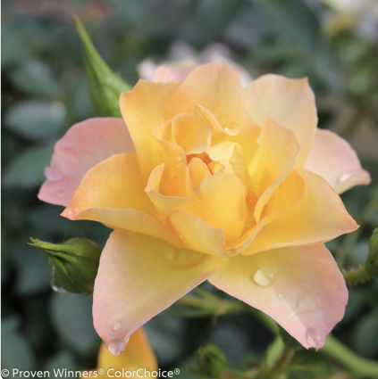Oso Easy Italian Ice&reg; Rose 2G