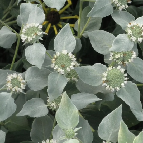 NATIVE PLANTS FOR SHADE/PART SUN