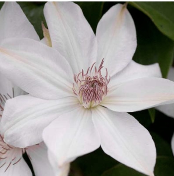 Henryi Clematis 3G