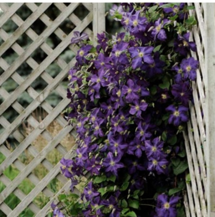Jackmanii Clematis 3G