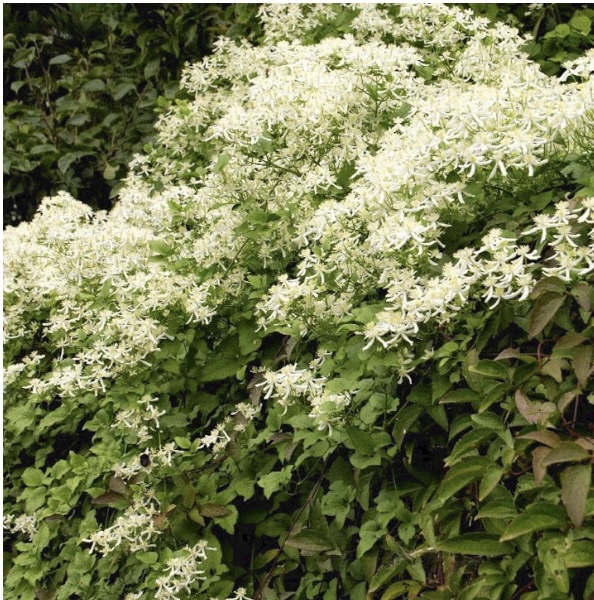 Sweet Autumn/Paniculata Clematis 2G