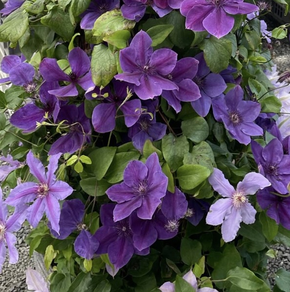 Ravel Clematis 1G
