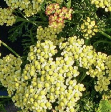 Milly Rock Yellow Achillea 1G