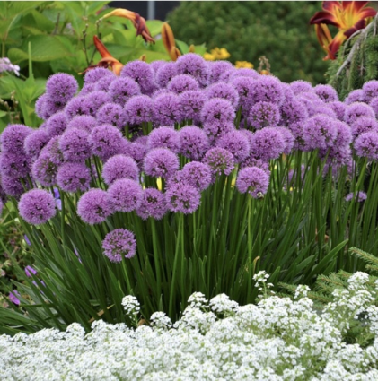 Millenium Allium 3G