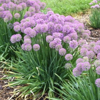 Serendipity Allium 3G