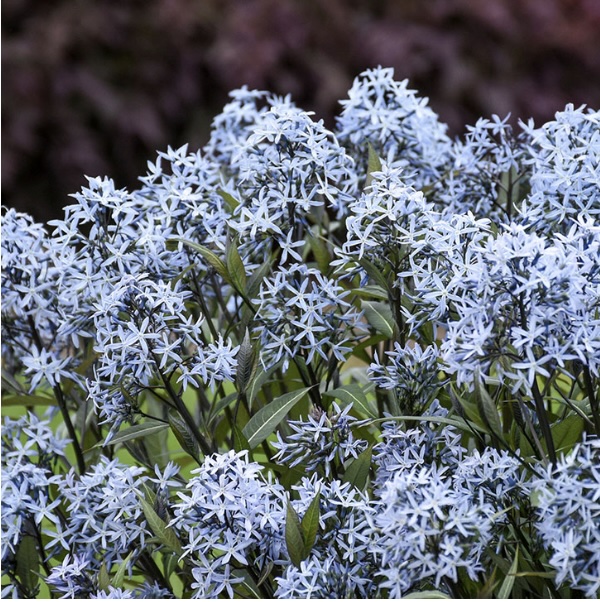 Storm Cloud Blue Star Amsonia 3G