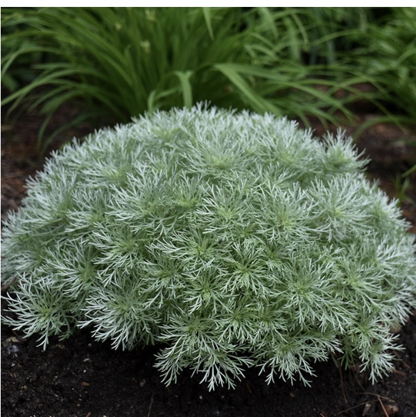 Silver Mound Artemisia 2G