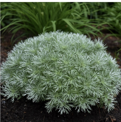 Silver Mound Artemisia 2G