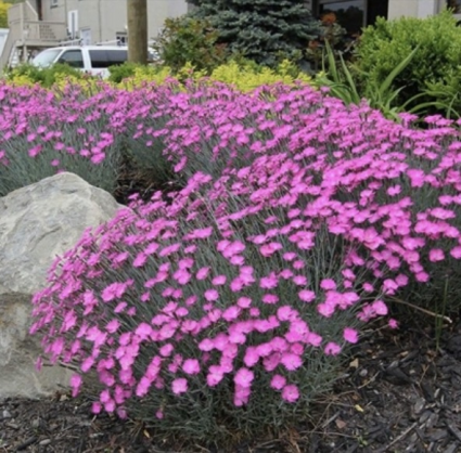 Firewitch Dianthus 1G