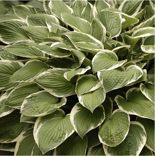 Francee Hosta 3G