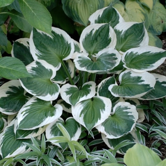 Minuteman Hosta 3G