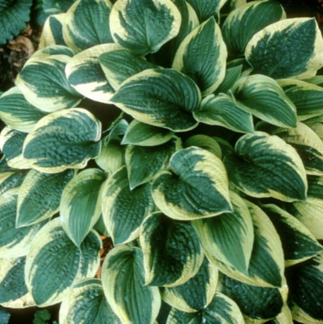 Wide Brim Hosta 3G