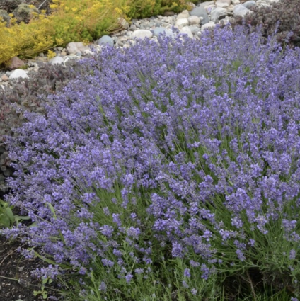 Essence Purple English Lavender 3G