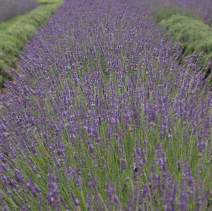 Phenomenal English Lavender 3G