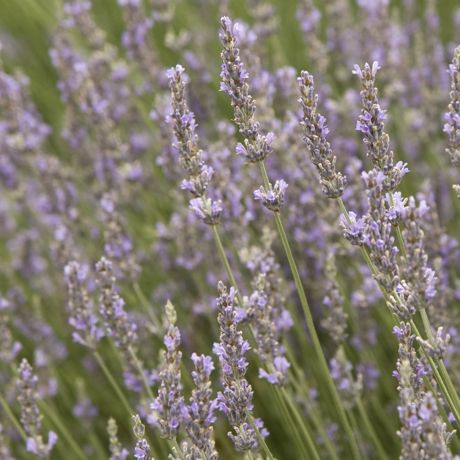 Provence Lavender 3G