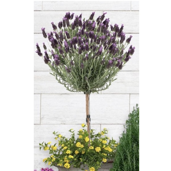 Anouk Lavender Tree 3G
