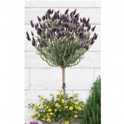 Anouk Lavender Tree 3G