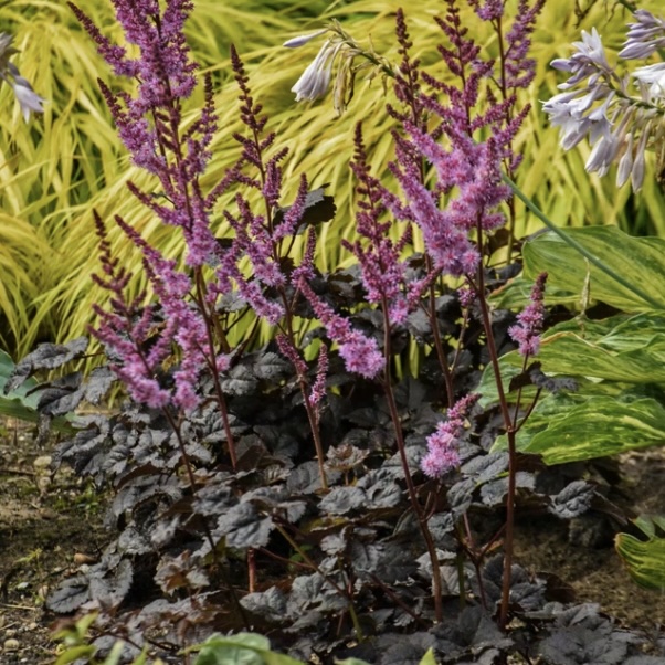 Dark Side of the Moon Astilbe 3G