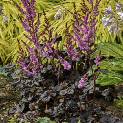 Dark Side of the Moon Astilbe 3G
