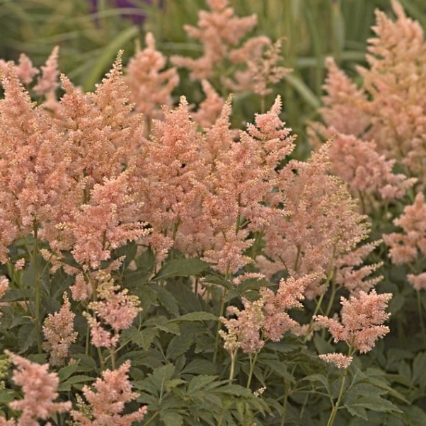 Peach Blossom Astilbe 3G