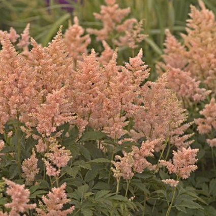 Peach Blossom Astilbe 3G