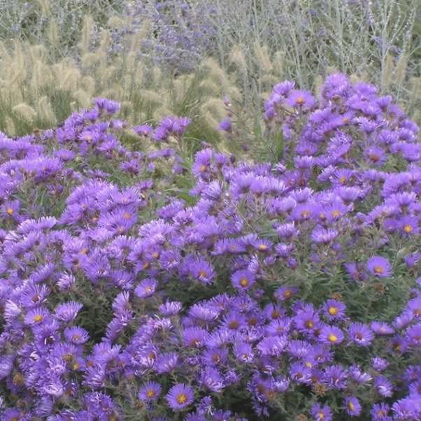 Purple Dome Aster 1G