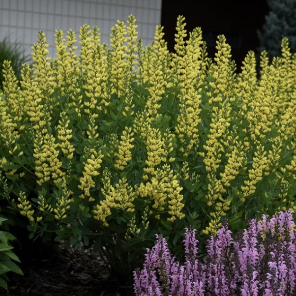 American Goldfinch Baptisia 3G