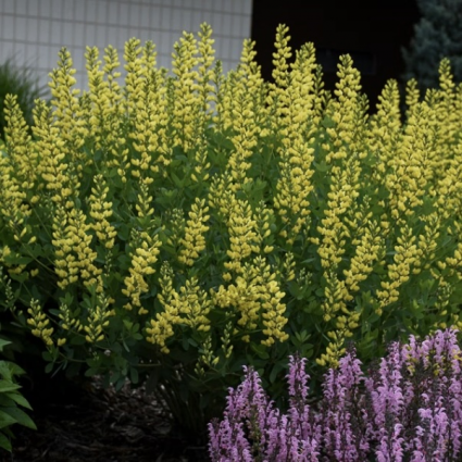 American Goldfinch Baptisia 3G