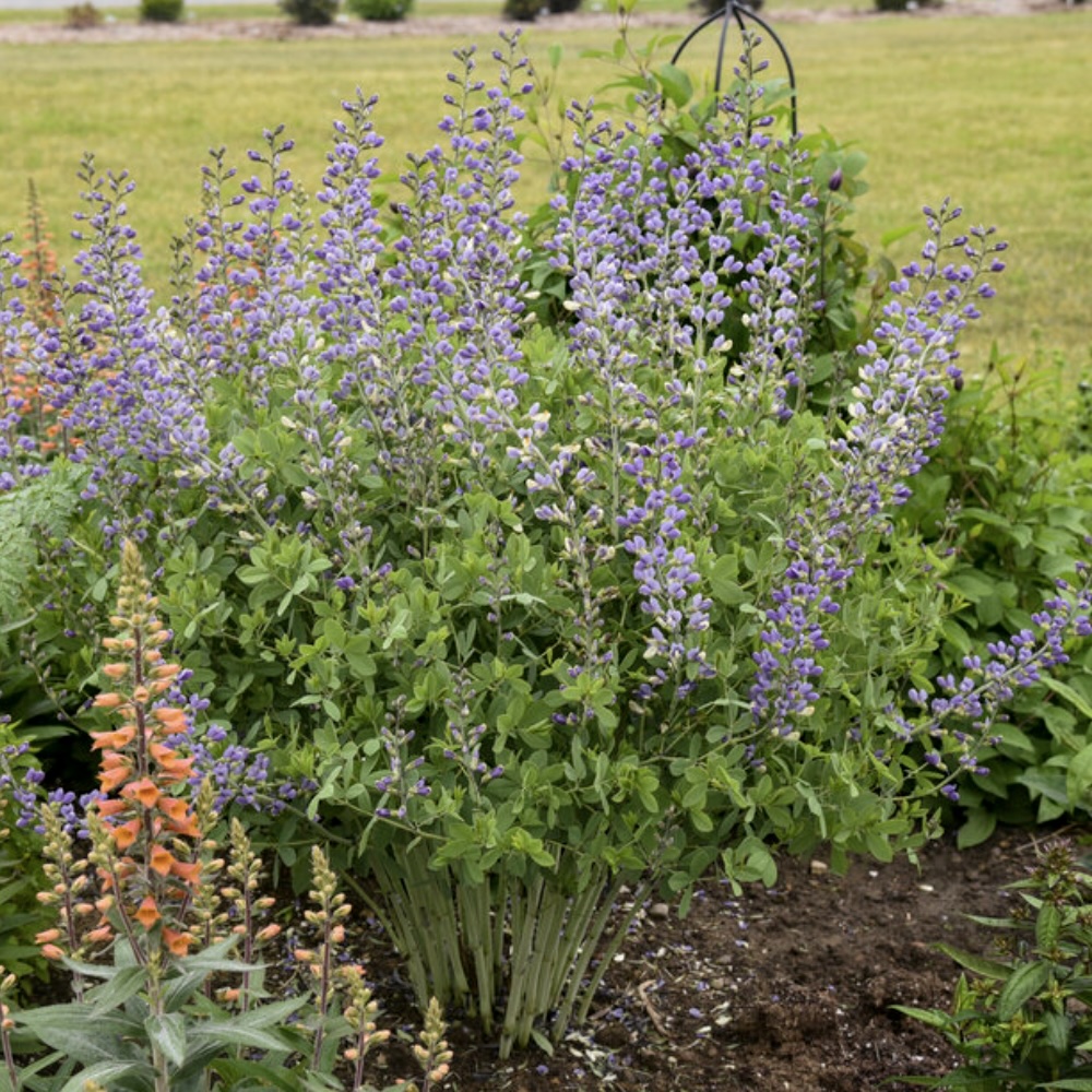 Blue Bubbly Baptisia 3G