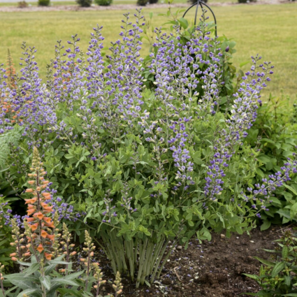 Blue Bubbly Baptisia 3G