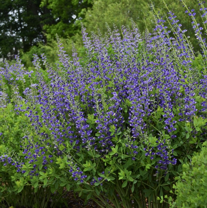 Blueberry Sundae Baptisia