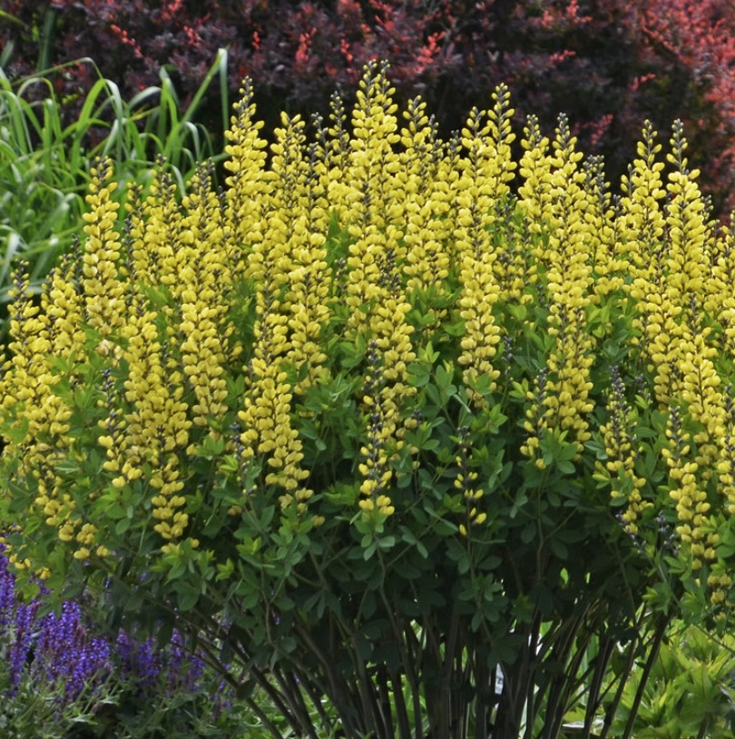 Lemon Meringue Baptisia 3G