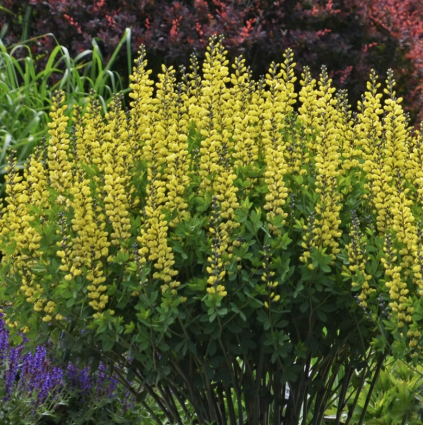 Lemon Meringue Baptisia 3G