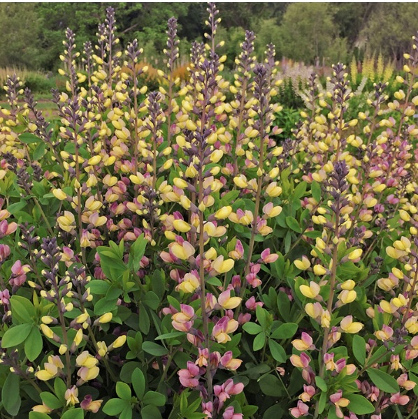 BAPTISIA, PINK LEMONADE 3G