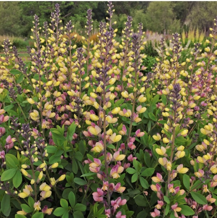 BAPTISIA, PINK LEMONADE 3G