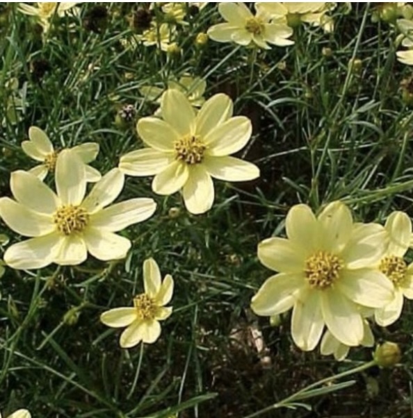 COREOPSIS, MOONBEAM 3G