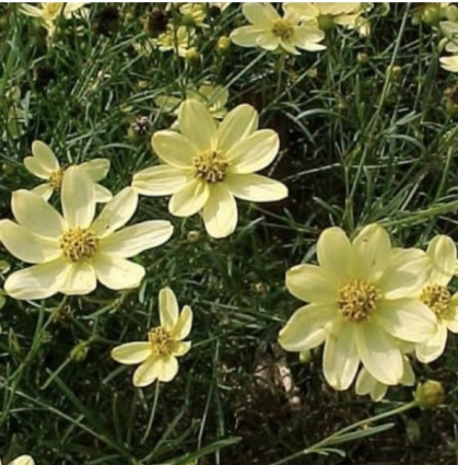 COREOPSIS, MOONBEAM 3G