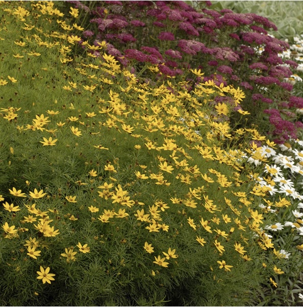 COREOPSIS, ZAGREB 3G