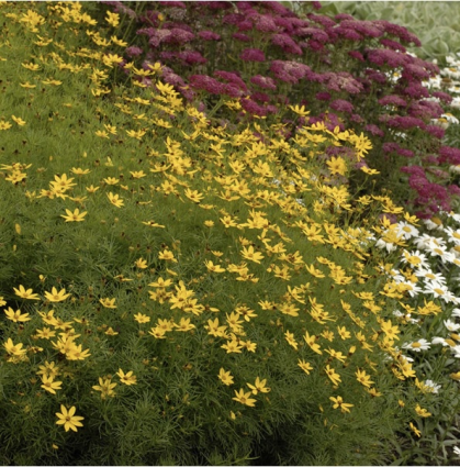 COREOPSIS, ZAGREB 3G