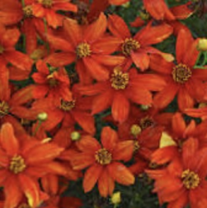 COREOPSIS, CRAZY CAYENNE 1G