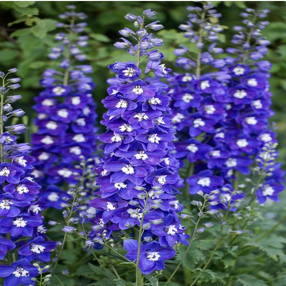 Blue Fabulosa Delphinium 3G