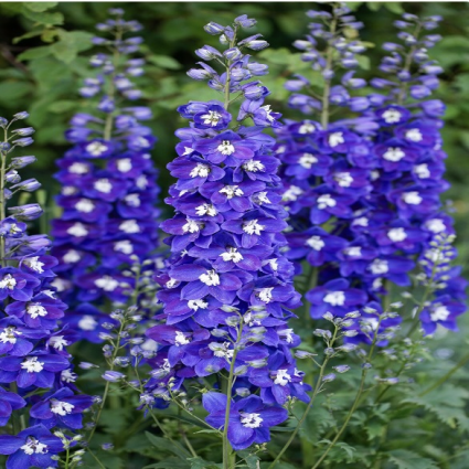 Blue Fabulosa Delphinium 3G