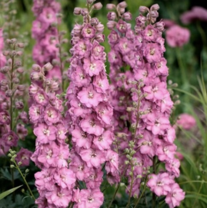 Chantay Delphinium 3G