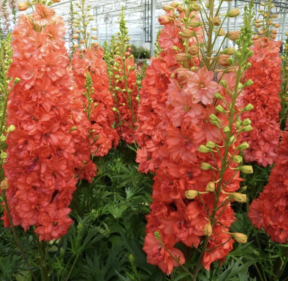 Red Lark Delphinium 3G